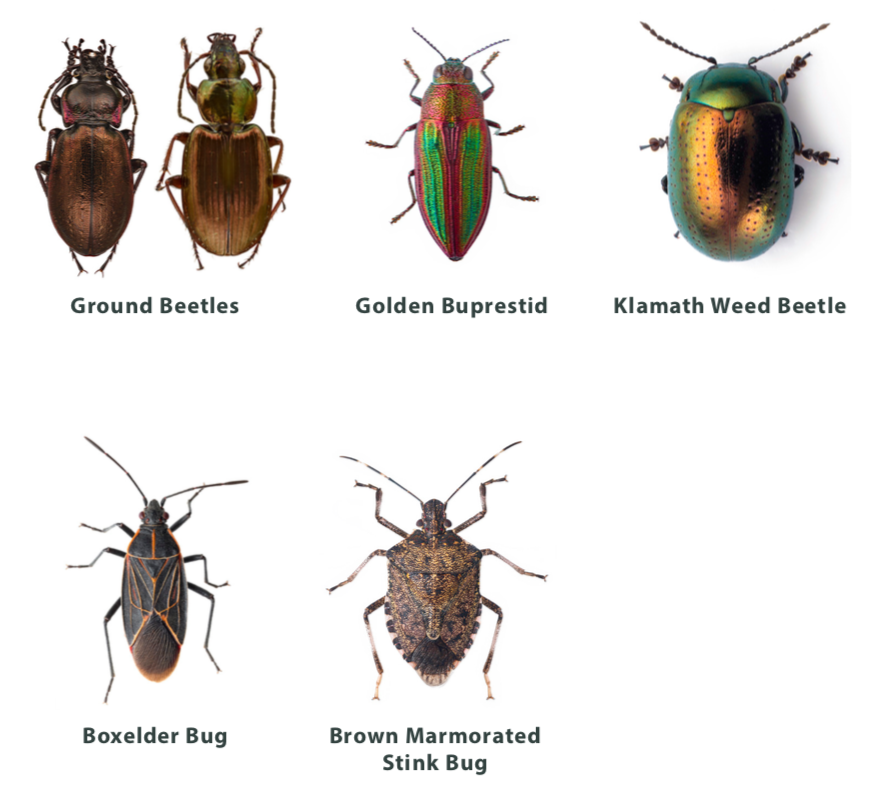 The Beetles Are Coming Help Save Oregon From Japanese Beetle